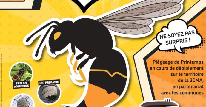 Frelons asiatiques Capturons les tous ne soyez pas surpris piégeage de printemps en cours de déploiement sur le territoire de la 3CMA, en partenariat avec les communes vous suspectez la présence d'individus ou d'un nid de frelon asiatiques ? Prenez une photo et signalez votre suspicion sur le site www.frelonsasiatiques.fr